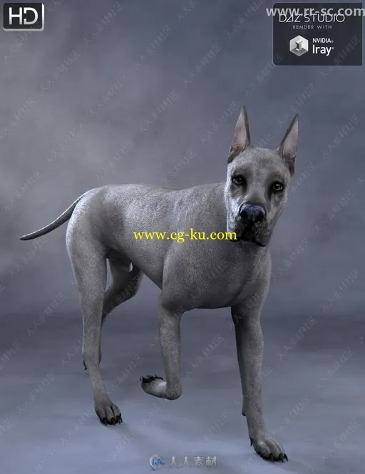 3种毛色活泼可爱玩耍打闹大丹犬3D模型的图片1