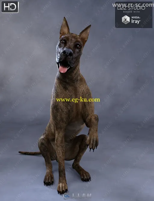3种毛色活泼可爱玩耍打闹大丹犬3D模型的图片4