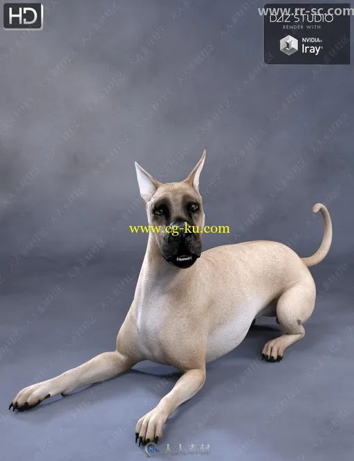 3种毛色活泼可爱玩耍打闹大丹犬3D模型的图片5