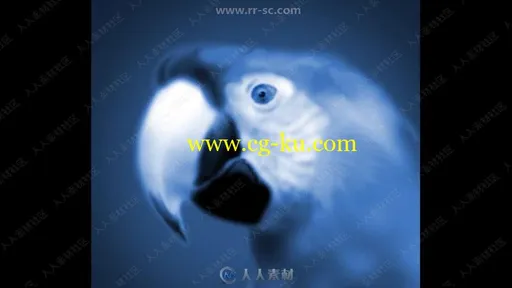 鸟类传统绘画艺术实例训练视频教程的图片1