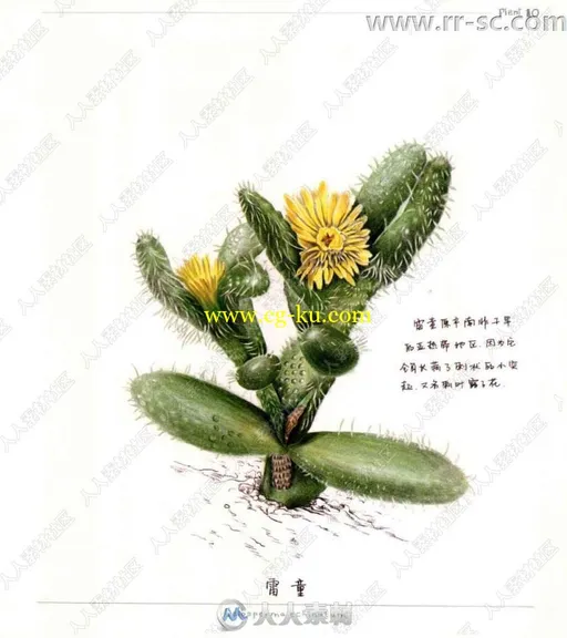 38种多肉植物彩色铅笔图绘书籍杂志的图片3