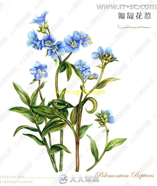 38种美洲经典花卉图绘书籍杂志的图片3