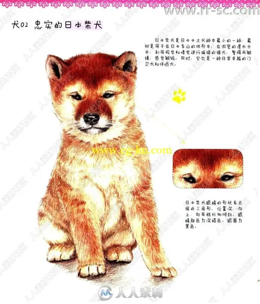 31种可爱狗狗彩色铅笔图绘书籍杂志的图片3