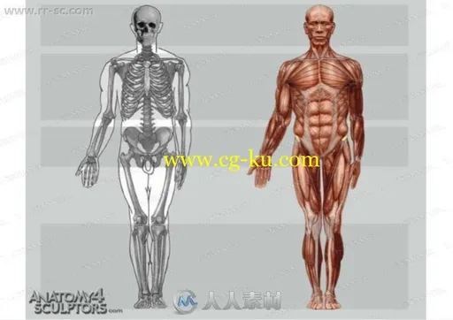 曼奇立德简化人体比例肢体讲解视频教程的图片1