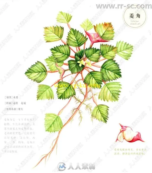 32种最美蔬菜彩色铅笔图绘书籍杂志的图片3