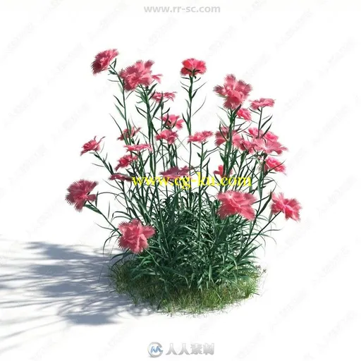 54组花草植物3D模型合集 Evermotion第183季的图片3