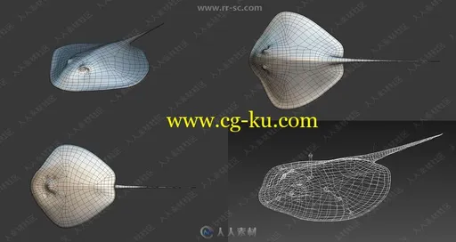 20组蓝鲸蟹海豚鱼类3D模型合集的图片1