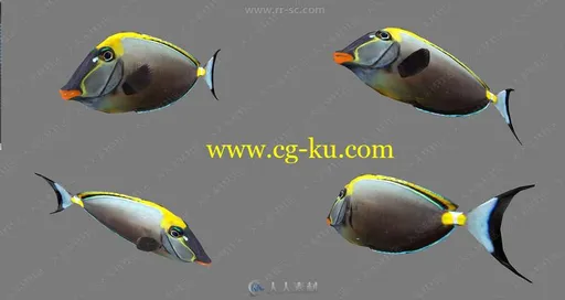 20组蓝鲸蟹海豚鱼类3D模型合集的图片2