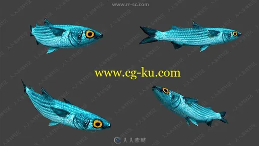 鲸鱼海豚螃蟹等海洋动物鱼类3D模型合集的图片3