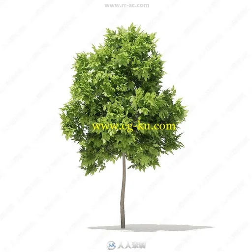 54组冬季夏季落叶树3D模型合集 CGAxis第100季的图片3