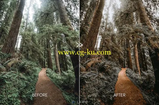 专业松树外景摄影忧郁质感艺术色调Lightroom预设的图片1