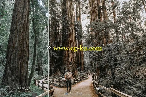 专业松树外景摄影忧郁质感艺术色调Lightroom预设的图片3