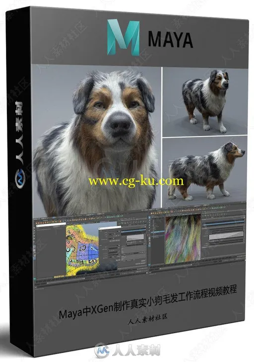 Maya中XGen制作真实小狗毛发工作流程视频教程的图片2