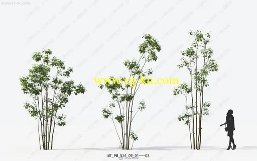 16种高精度植物树木建筑可视化3D模型合集的图片2
