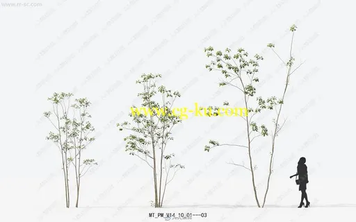 16种高精度植物树木建筑可视化3D模型合集的图片3
