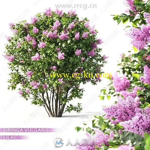 3DSKY出品精品装饰性植物花卉盆栽3D模型合集的图片1