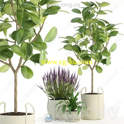 3DSKY出品精品装饰性植物花卉盆栽3D模型合集的图片2