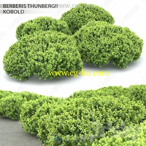 3DSKY出品精品装饰性植物花卉盆栽3D模型合集的图片3
