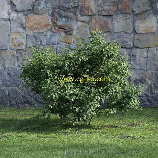 48组高精度园林建筑装饰植物3D模型合集 Evermotion Archmodels第204季的图片2
