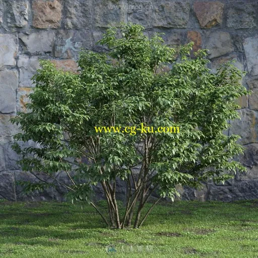 48组高精度园林建筑装饰植物3D模型合集 Evermotion Archmodels第204季的图片3