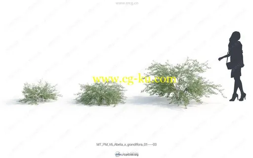Maxtree出品草木植物3D模型Vol.6合集的图片3