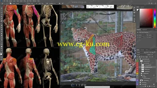 ZBrush动物数字雕刻解剖学大师级视频教程的图片1