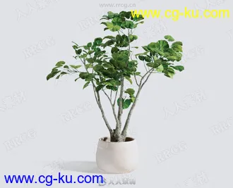 21组高质量室内植物盆栽3D模型合集的图片3