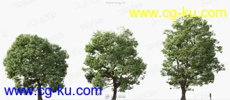 20组高精度草木植物3D模型合集的图片1