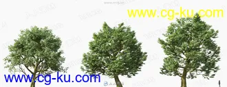 20组高精度草木植物3D模型合集的图片3