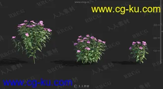 12组高精度各类花草3D模型合集的图片1