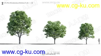 72组树木植物草木植被3D模型合集的图片2
