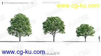 72组树木植物草木植被3D模型合集的图片3