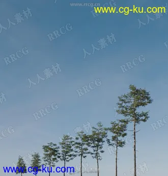 8组高精度逼真松树树木植物3D模型合集的图片2