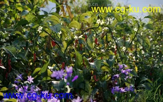 252组高精度蔬菜植物3D模型合集的图片2