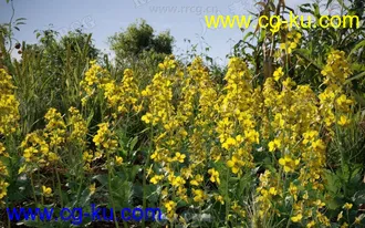 252组高精度蔬菜植物3D模型合集的图片3