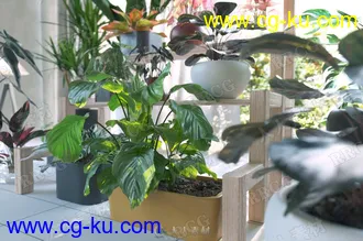 24组高精度家居装饰性草木植物3D模型合集的图片1