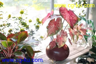 24组高精度家居装饰性草木植物3D模型合集的图片3