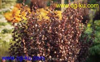 72组高精度灌木树木植物3D模型合集的图片3