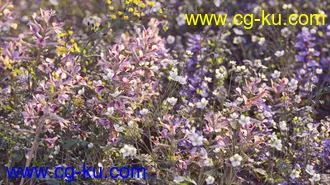 72组高精度草木花卉植物3D模型合集的图片2