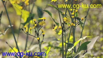 72组高精度草木花卉植物3D模型合集的图片3
