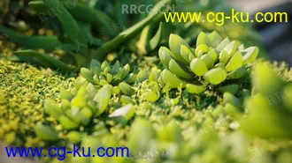 72组高精度佛手柑等多肉植物3D模型合集的图片1