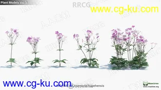 80组高质量花朵草木植物3D模型合集的图片1
