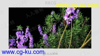 200组高质量开花灌木植物3D模型合集的图片1