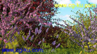 200组高质量开花灌木植物3D模型合集的图片3