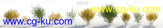 10组高精度春夏季灌木植物3D模型合集的图片1