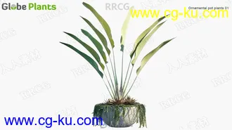 58组逼真装饰性盆栽植物3D模型合集的图片3