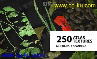 250组树叶植物表面雕刻细节Alpha纹理合集的图片1