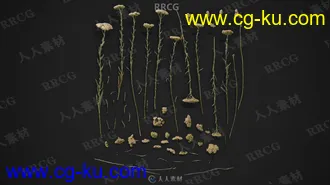 250组树叶植物表面雕刻细节Alpha纹理合集的图片2