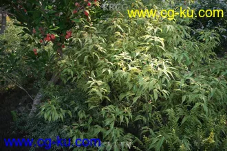 72组高质量绿色草木植物3D模型合集的图片1