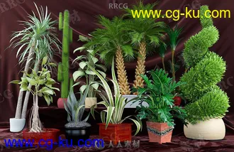 65组高品质盆栽装饰花草植物相关3D模型合集 Evermotion Archmodels第75季的图片1